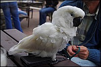 pipici_rijen09-01.jpg